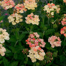 Load image into Gallery viewer, 50 Apricot Verbena Flower Seeds