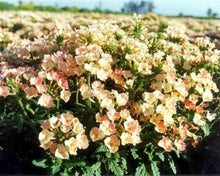 Load image into Gallery viewer, 50 Apricot Verbena Flower Seeds