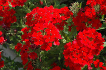 Load image into Gallery viewer, 50 Scarlet Verbena Flower Seeds