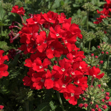 Load image into Gallery viewer, 50 Scarlet Verbena Flower Seeds