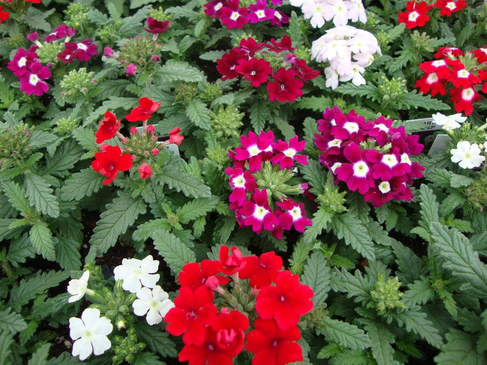 garden verbena seeds 400 Mammoth Verbena Flower Seeds