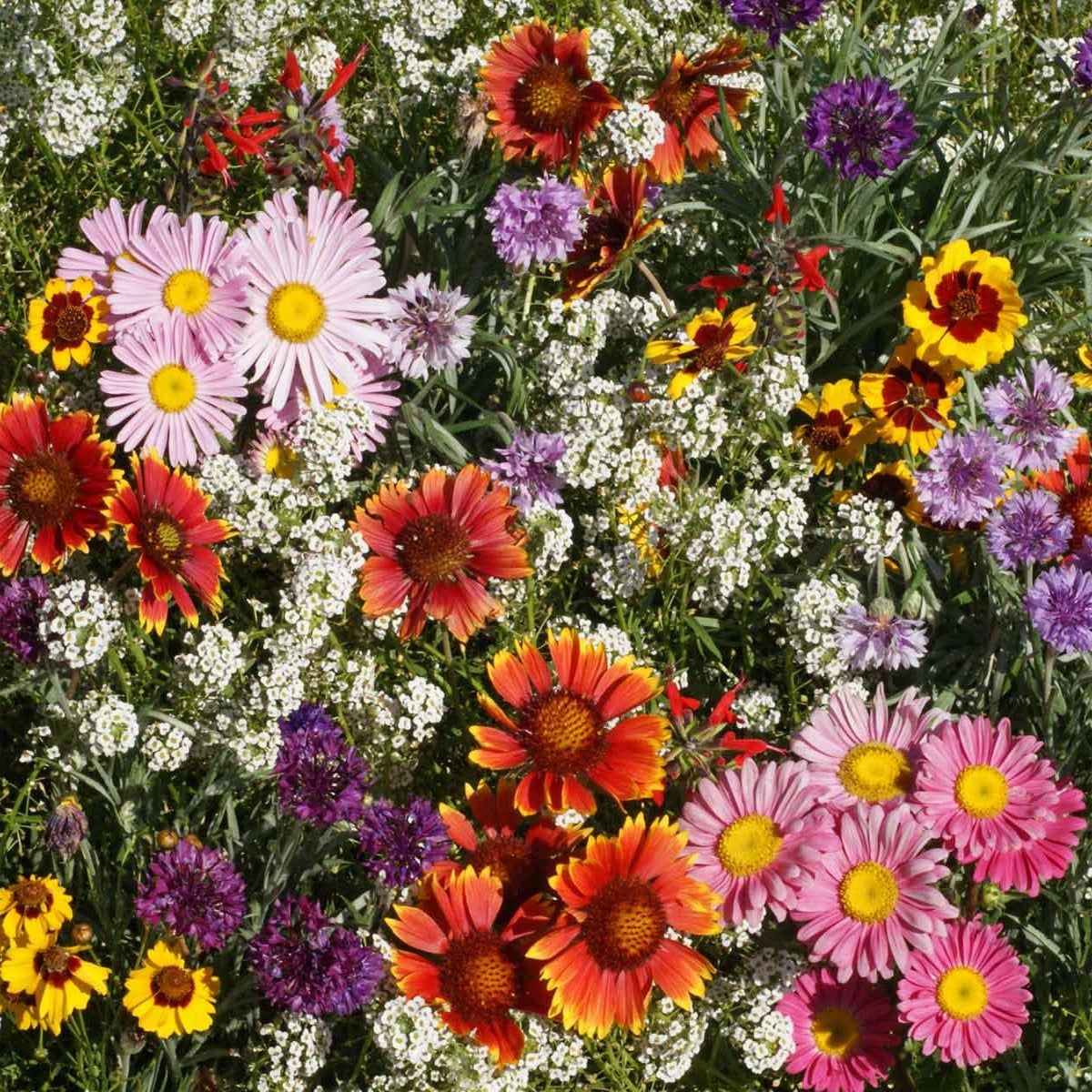 butterfly flower seeds mix 2000+ Butterfly and Hummingbird Flower Seed Mix