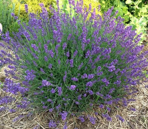 true lavender plant 200 True English Lavender Seeds