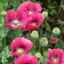 Load image into Gallery viewer, 300 Pepperbox Poppy Flower Seeds