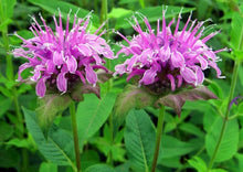 Load image into Gallery viewer, 100 Lavender Heirloom Bee Balm/Monarda Flower Seeds