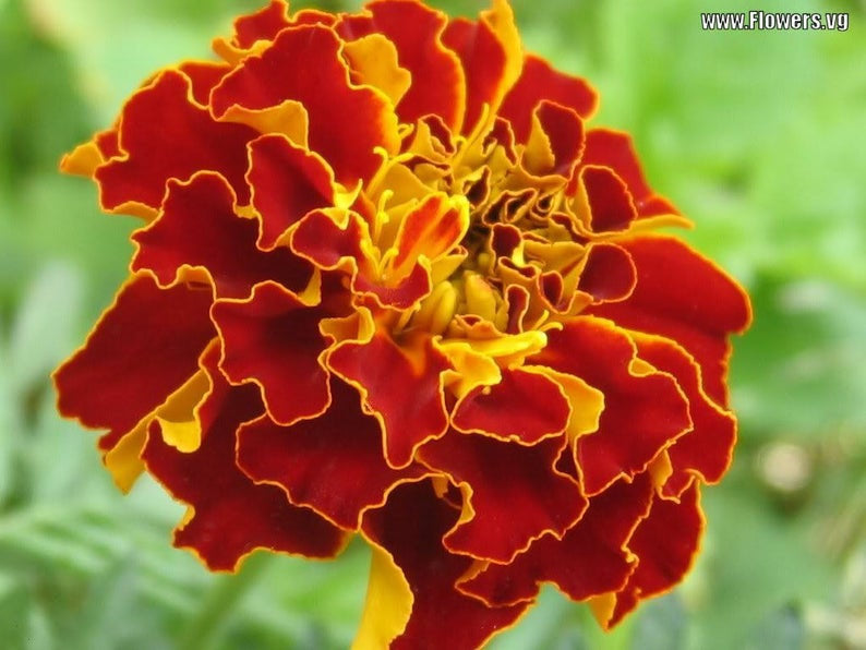 marigold french sparky seeds 300 Sparky French Marigold Flower Seeds