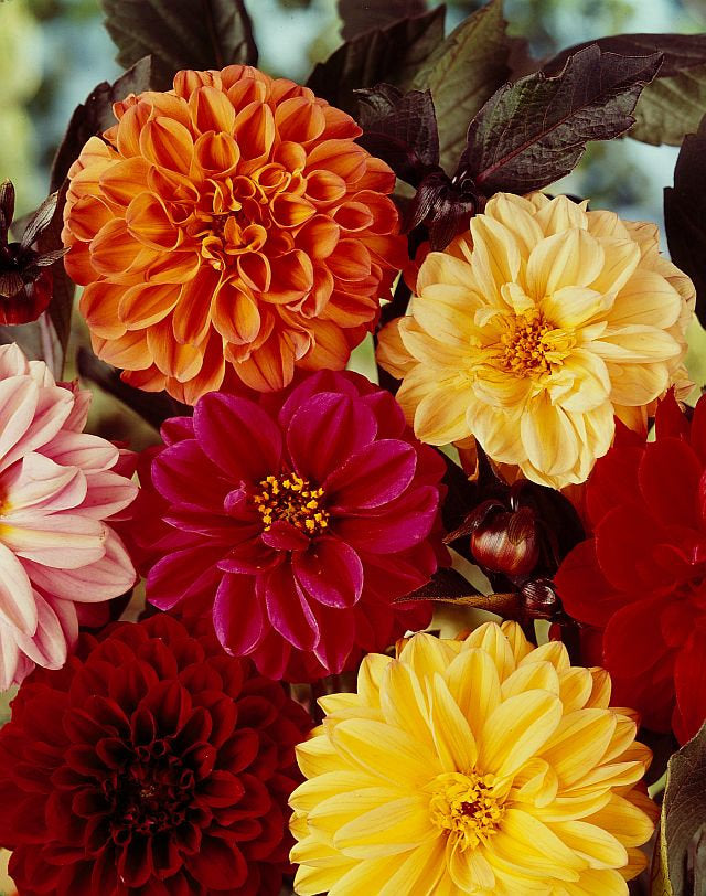 delilah flower seeds 30 Redleaf Dwarf Dahlia Flower Seeds