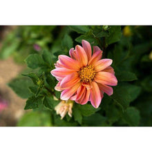 Load image into Gallery viewer, 30 Dahlia Redleaf Flower Seeds