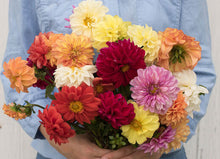 Load image into Gallery viewer, 30 Dahlia Showtime-Showpiece Flower Seeds