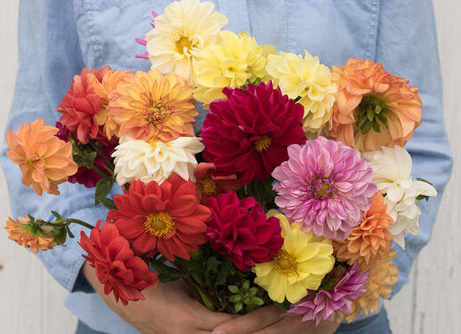 30 Dahlia Showtime-Showpiece Flower Seeds