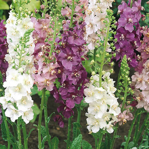 100 Mixed Color Verbascum Flower Seeds