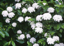 Load image into Gallery viewer, 25 Arrowwood Viburnum Seeds