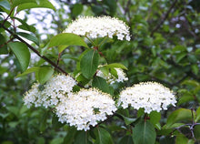 Load image into Gallery viewer, 25 Arrowwood Viburnum Seeds