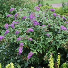Load image into Gallery viewer, 50 Violet Butterfly Bush Flowering Shrub Seeds