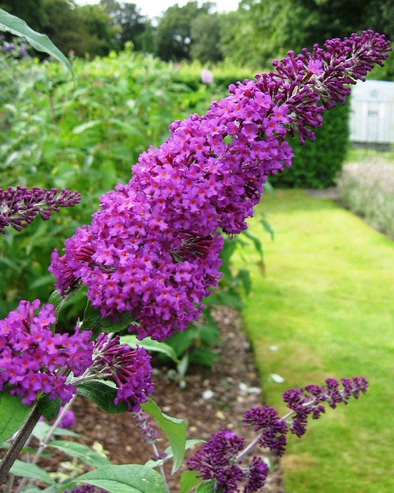 butterfly plant seeds for sale 50 Violet Butterfly Bush Flowering Shrub Seeds
