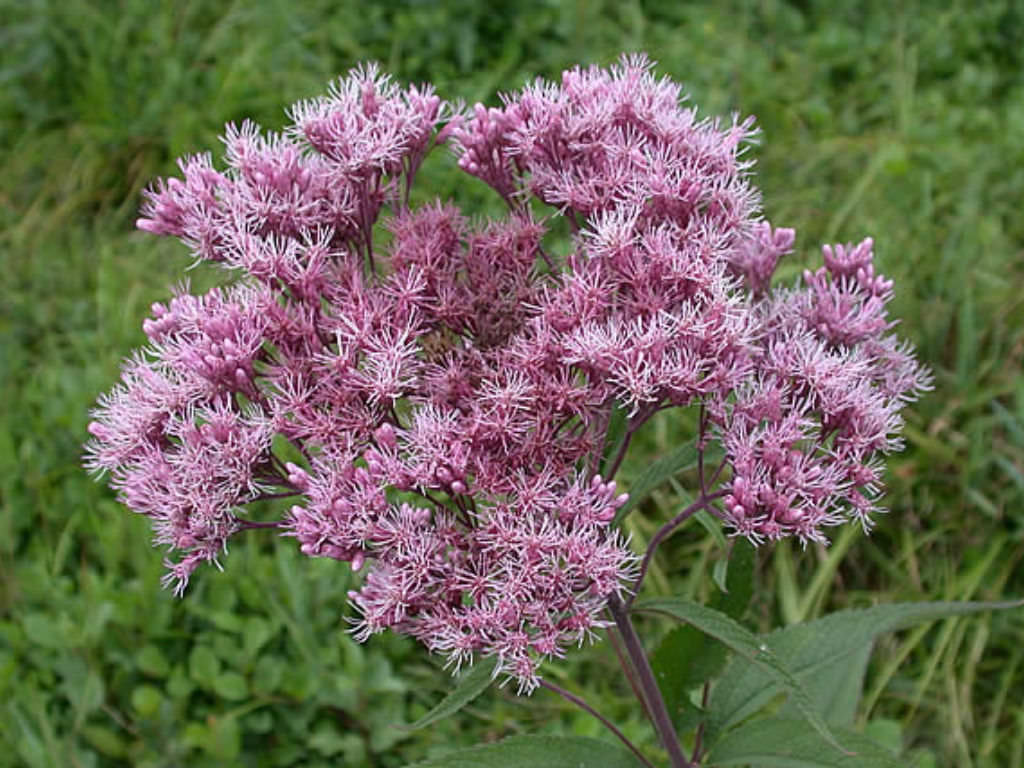 thc flower seeds 300 Purple Joe Pye Weed Flower Seeds