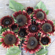 Load image into Gallery viewer, 25 Procut Red Sunflower Seeds