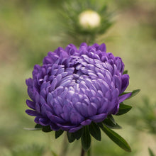 Load image into Gallery viewer, 50 Duchess Peony Dark Blue Aster Flower Seeds