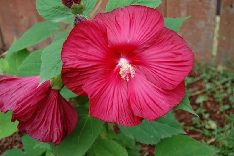 20 hibiscus flower seeds 20 Luna Mixed Color Hibiscus Flowering Shrub Seeds