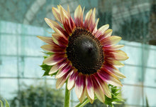 Load image into Gallery viewer, 25 Cherry Rose Sunflower Seeds