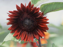 Load image into Gallery viewer, 25 Moulin Rouge Sunflower Seeds