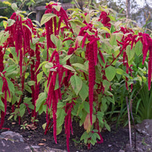 Load image into Gallery viewer, 300 "Love Lies Bleeding" Amaranthus Flower Seeds