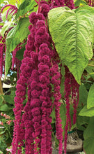 Load image into Gallery viewer, 300 &quot;Love Lies Bleeding&quot; Amaranthus Flower Seeds
