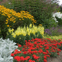 Load image into Gallery viewer, 50 Scarlet Verbena Flower Seeds