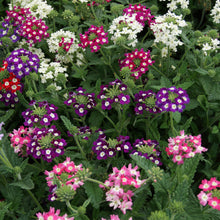 Load image into Gallery viewer, 200 Mammoth Verbena Flower Seeds
