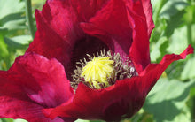 Load image into Gallery viewer, 300 Pepperbox Poppy Flower Seeds