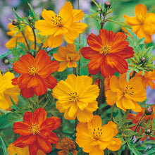 Load image into Gallery viewer, 300 Bright Lights Cosmos Flower Seeds