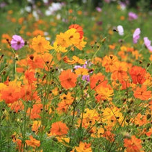 Load image into Gallery viewer, 300 Bright Lights Cosmos Flower Seeds