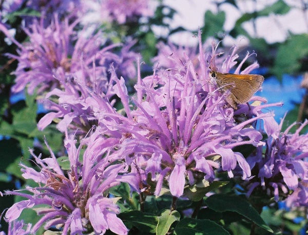 lavender bee balm plant 100 Lavender Heirloom Bee Balm/Monarda Flower Seeds