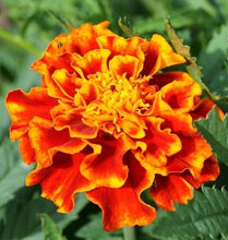 Load image into Gallery viewer, 300 Sparky French Marigold Flower Seeds