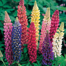 Load image into Gallery viewer, 100 Rainbow Mix Lupine Flower Seeds