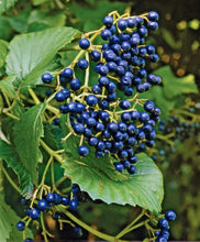 Load image into Gallery viewer, 25 Arrowwood Viburnum Seeds