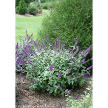 Load image into Gallery viewer, 50 Violet Butterfly Bush Flowering Shrub Seeds