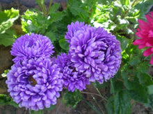 Load image into Gallery viewer, 50 Duchess Peony Dark Blue Aster Flower Seeds