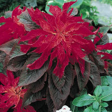 Load image into Gallery viewer, 300 Red "Molten Fire" Amaranthus Flower Seeds