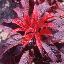 Load image into Gallery viewer, 300 Red "Molten Fire" Amaranthus Flower Seeds