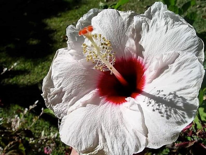 hibiscus flower seed 20 Luna Mixed Color Hibiscus Flowering Shrub Seeds