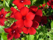 Load image into Gallery viewer, 500+ Drummond Mixed Color Annual Phlox Flower Seeds