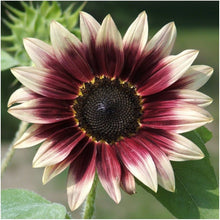 Load image into Gallery viewer, 25 Cherry Rose Sunflower Seeds