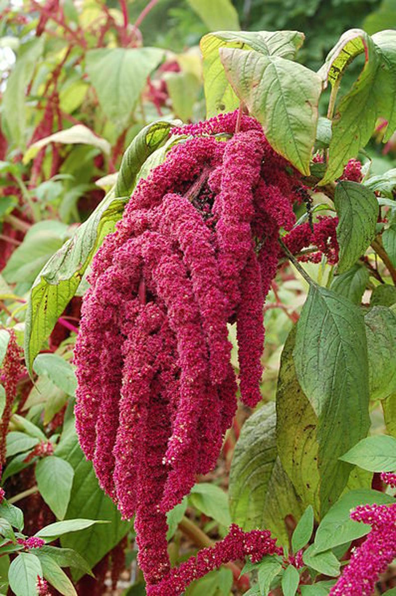 planting love lies bleeding seeds 300 Love Lies Bleeding Amaranthus Flower Seeds