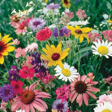 Load image into Gallery viewer, 2000+ Cut Flower Seed Mix