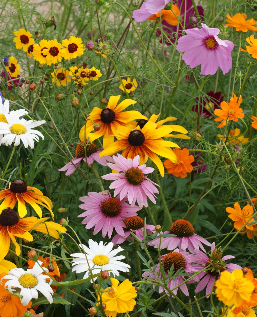 short wildflower seed mix 2000+ Cut Flower Seed Mix – New Hill Farms