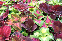 Load image into Gallery viewer, 100 Rainbow Coleus Seeds