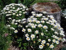 Load image into Gallery viewer, 1000+ Tall Shasta Daisy Flower Seeds