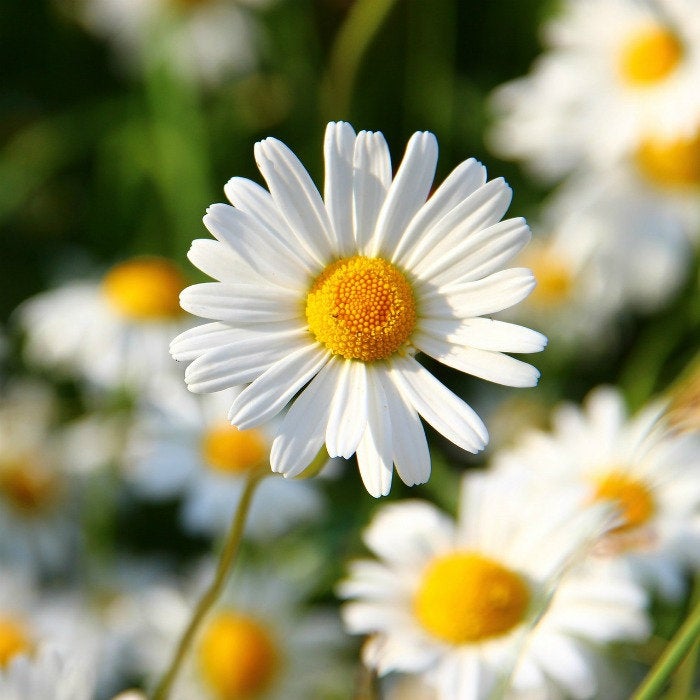 seeds daisy flower 1000+ Tall Shasta Daisy Flower Seeds, Size: Small