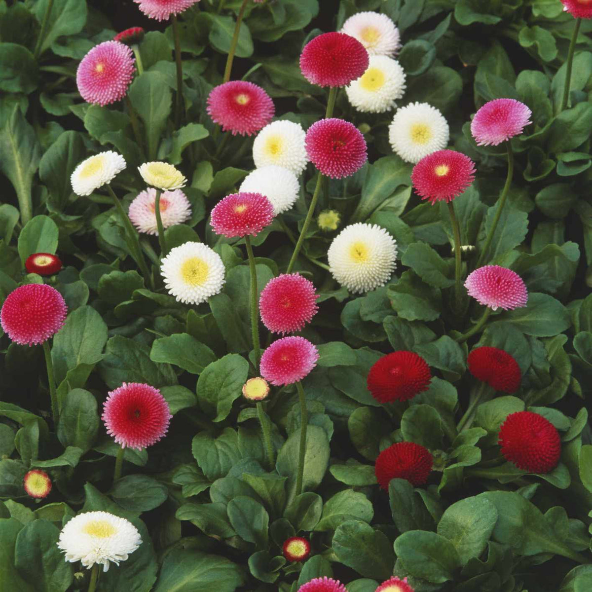 english flower seeds 200 English Daisy Flower Seeds – New Hill Farms